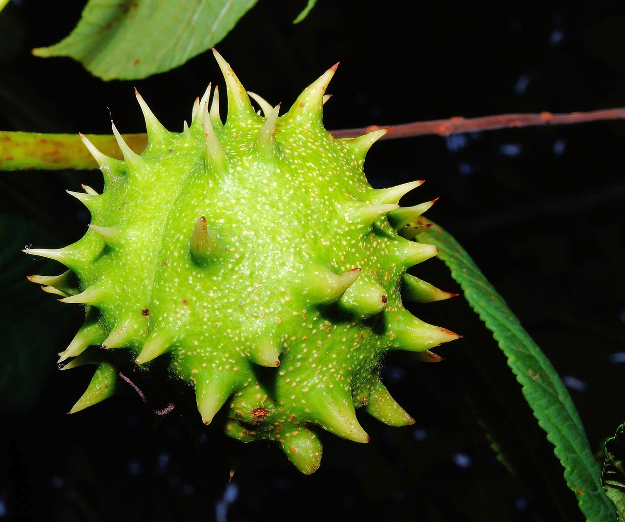 chestnut fruit green free photo