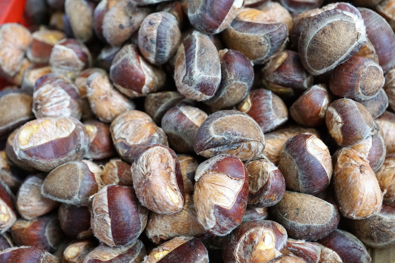 chestnut  harvest  healthy free photo