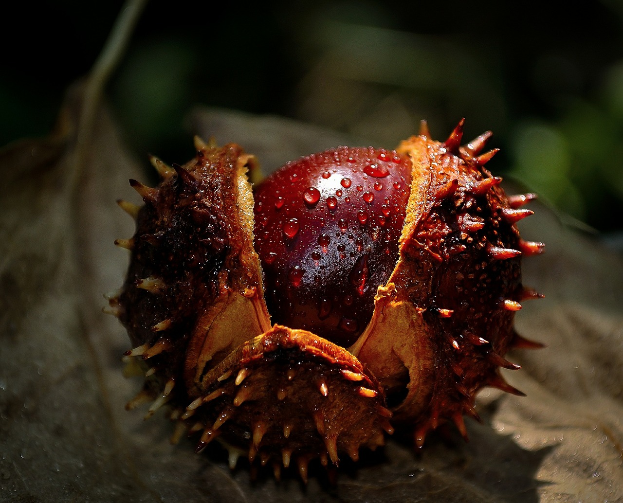 chestnut autumn fall free photo