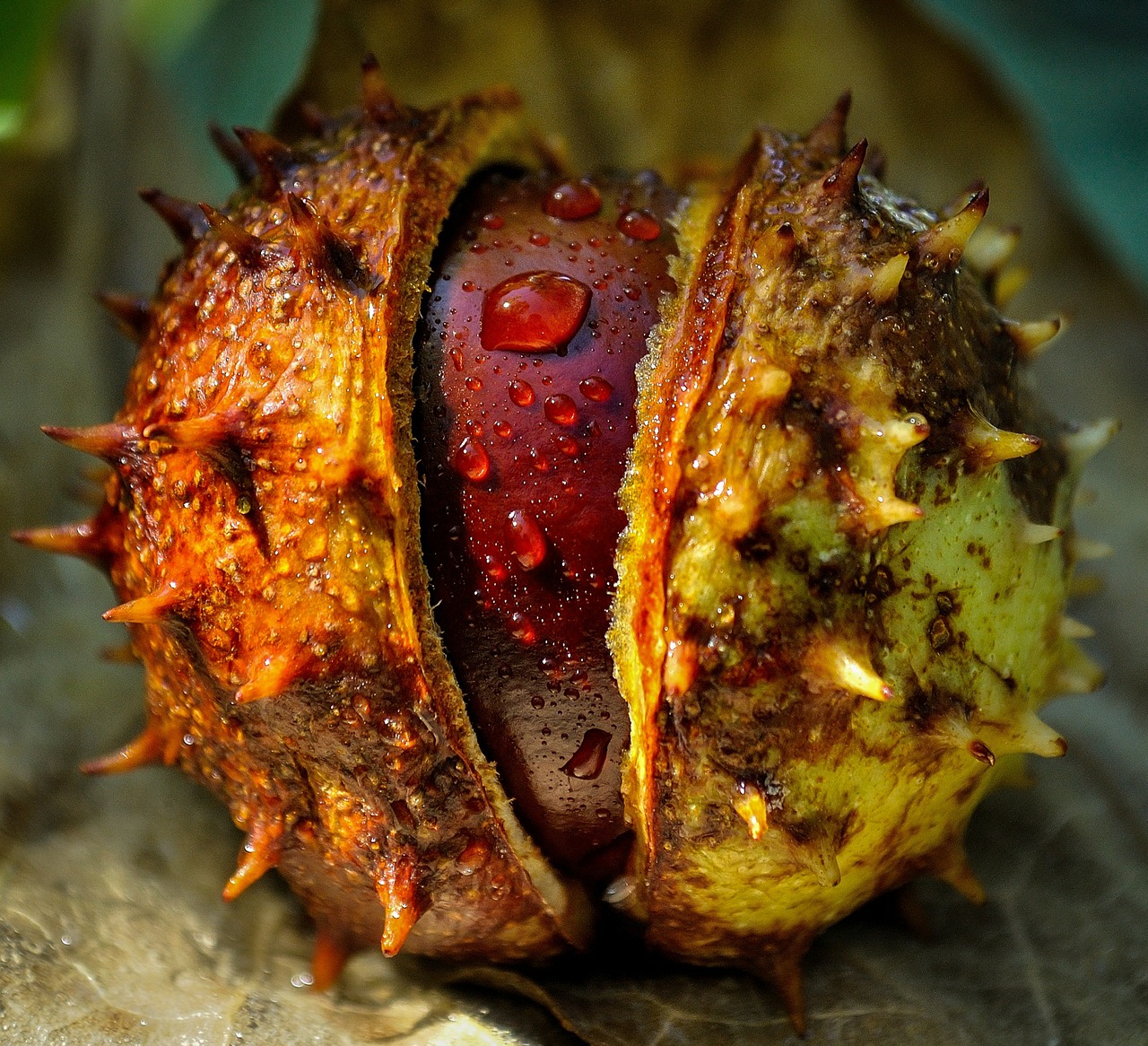 chestnut autumn fall free photo