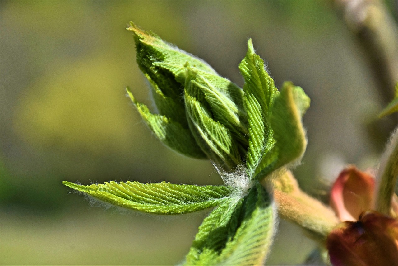 chestnut  leaves  tree free photo