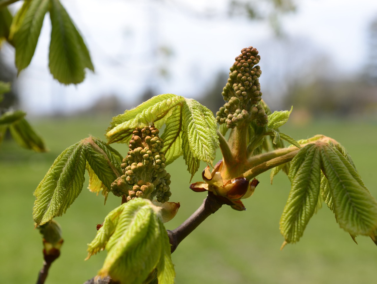 chestnut  tree  leaves free photo