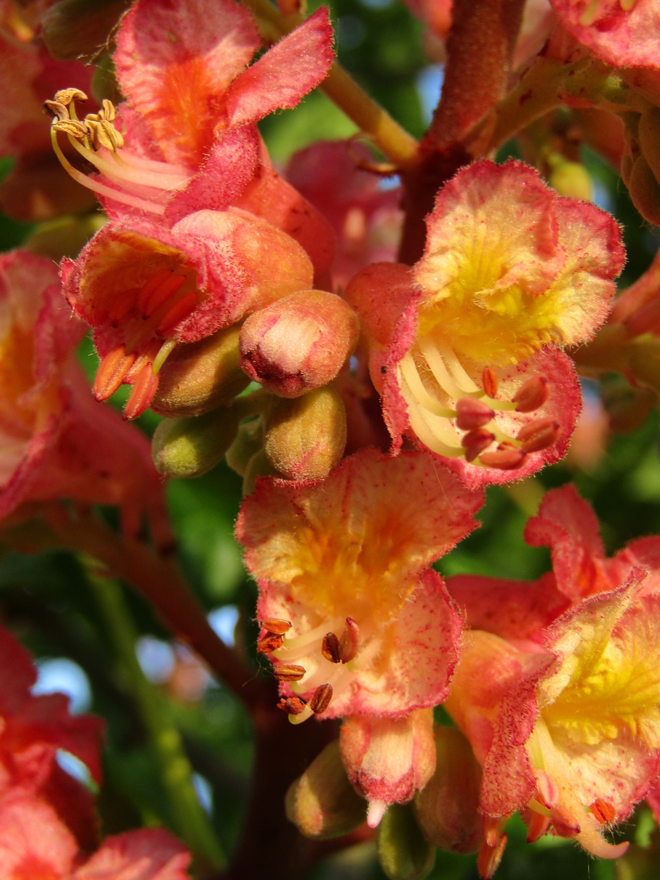 chestnut  chestnut blossom  single flowers free photo