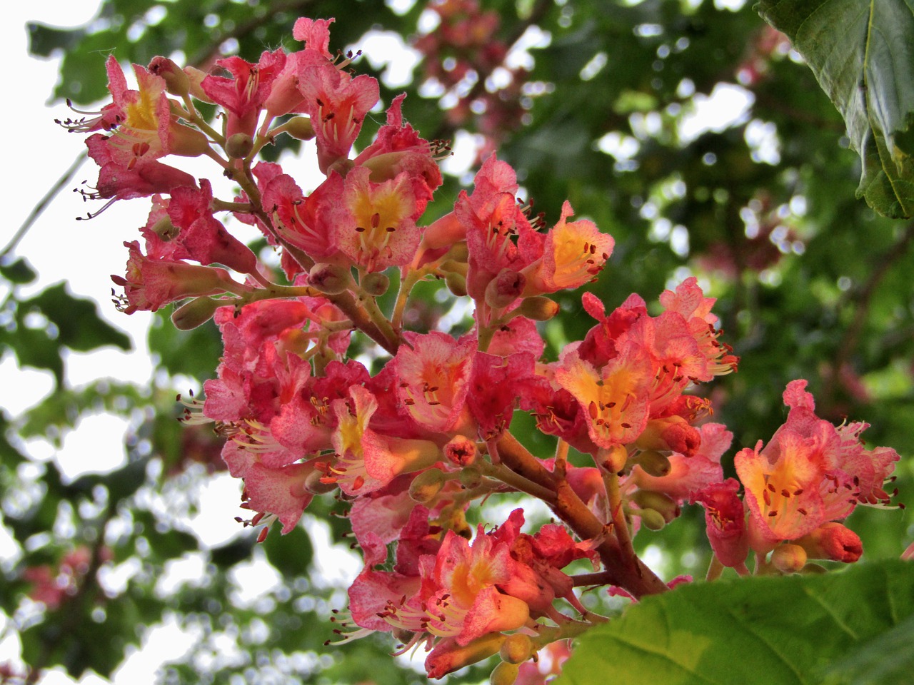 chestnut  chestnut blossom  flowers free photo