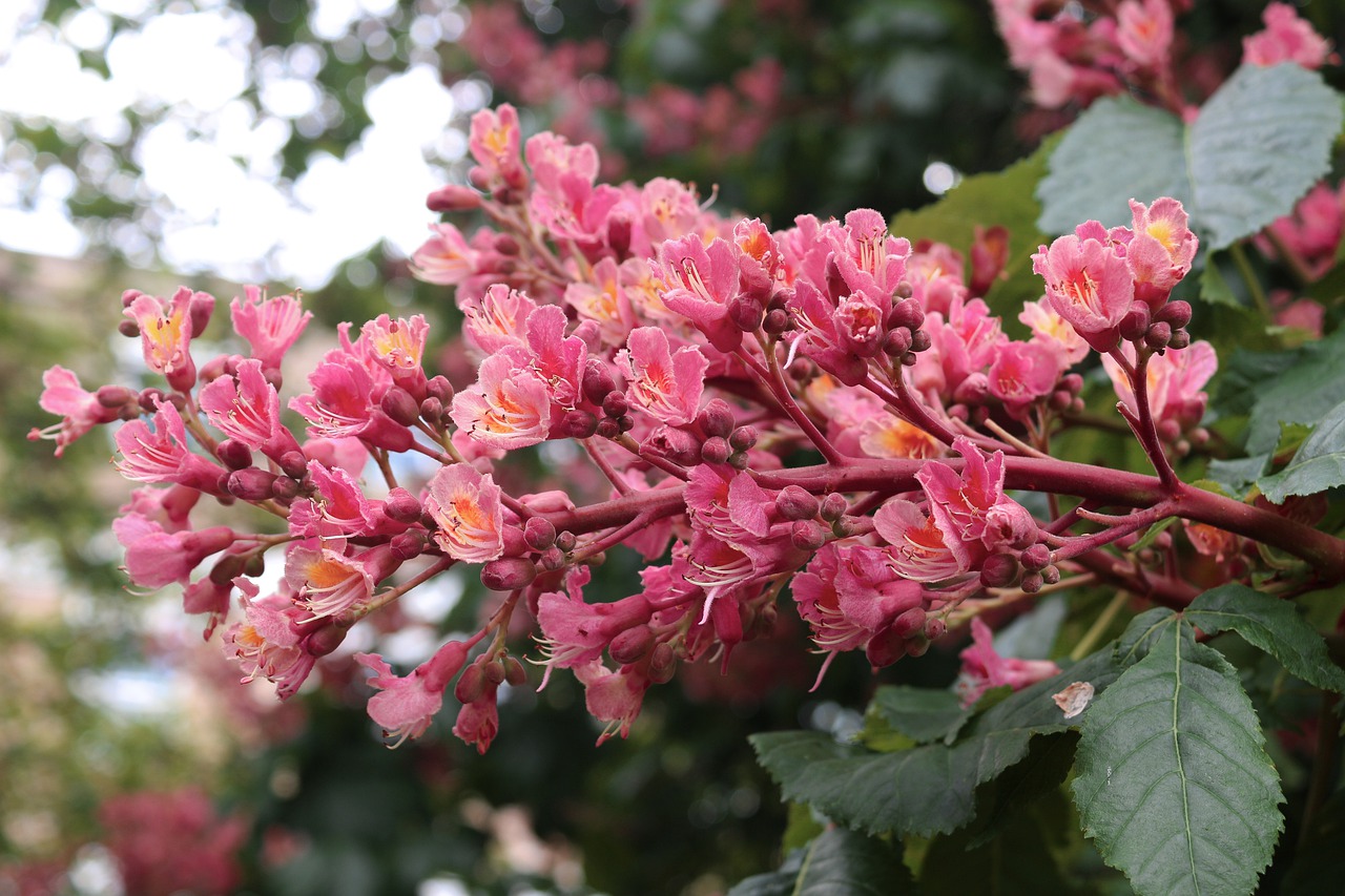 chestnut  flower  spring free photo