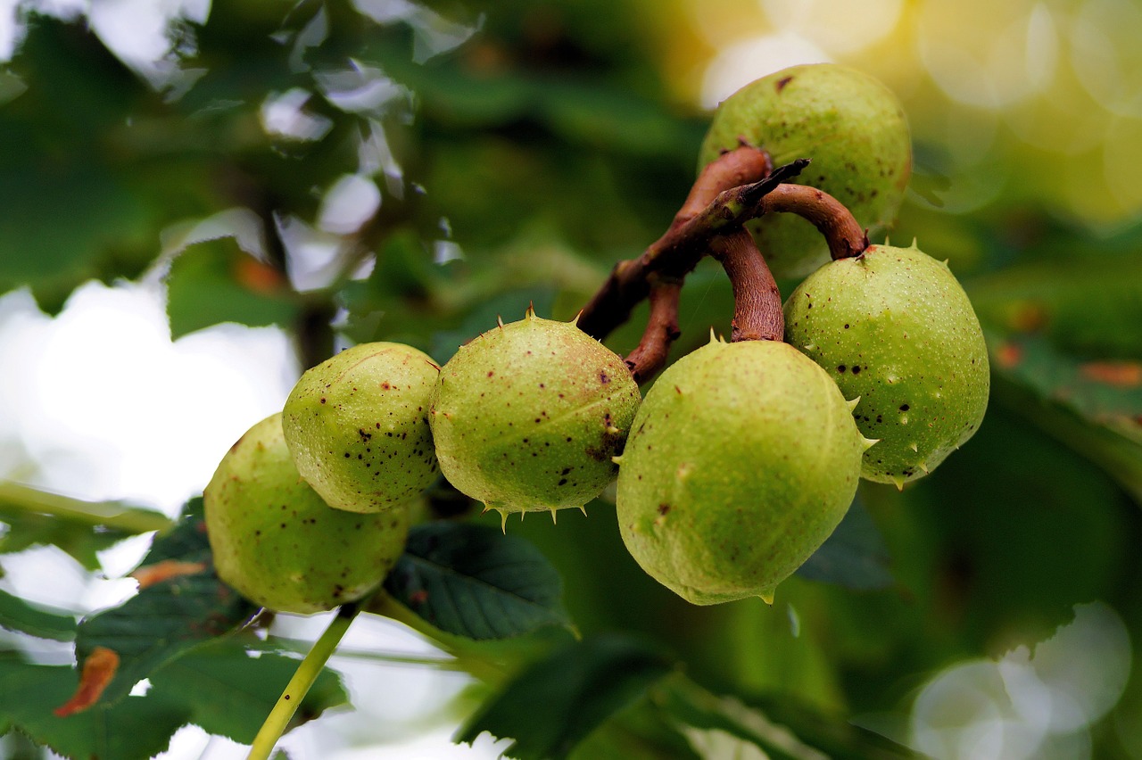 chestnut tree fruits free photo