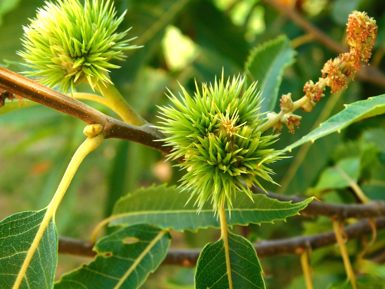 chestnut  summer  nature free photo