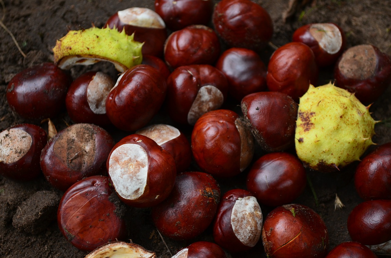 chestnut autumn prickly free photo