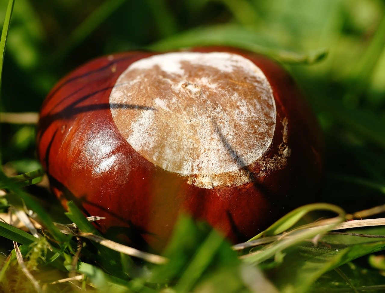 chestnut autumn tree free photo