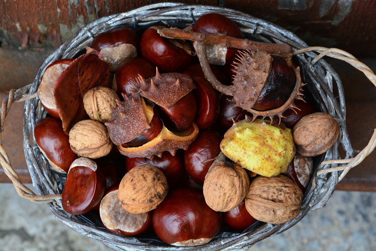 chestnut autumn basket free photo