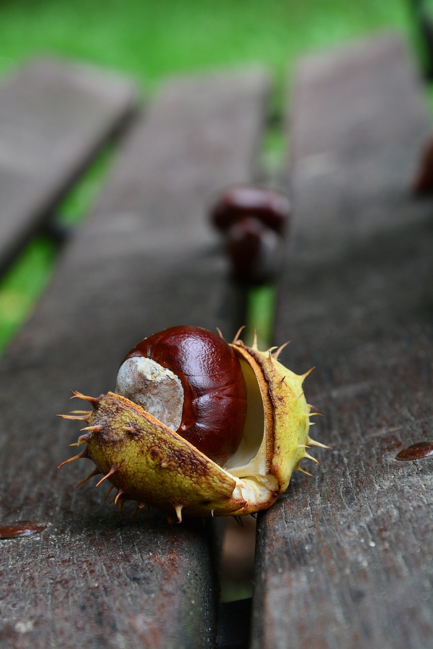 chestnut autumn park free photo