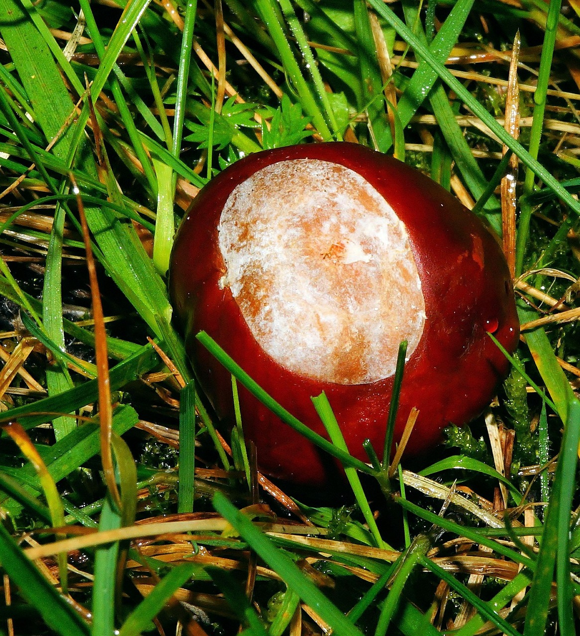 chestnut autumn tree free photo