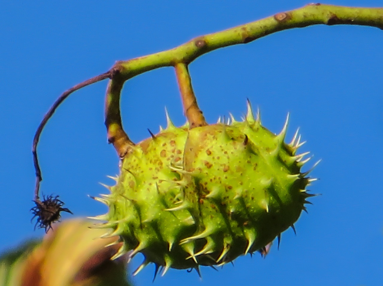 chestnut spur autumn mood free photo