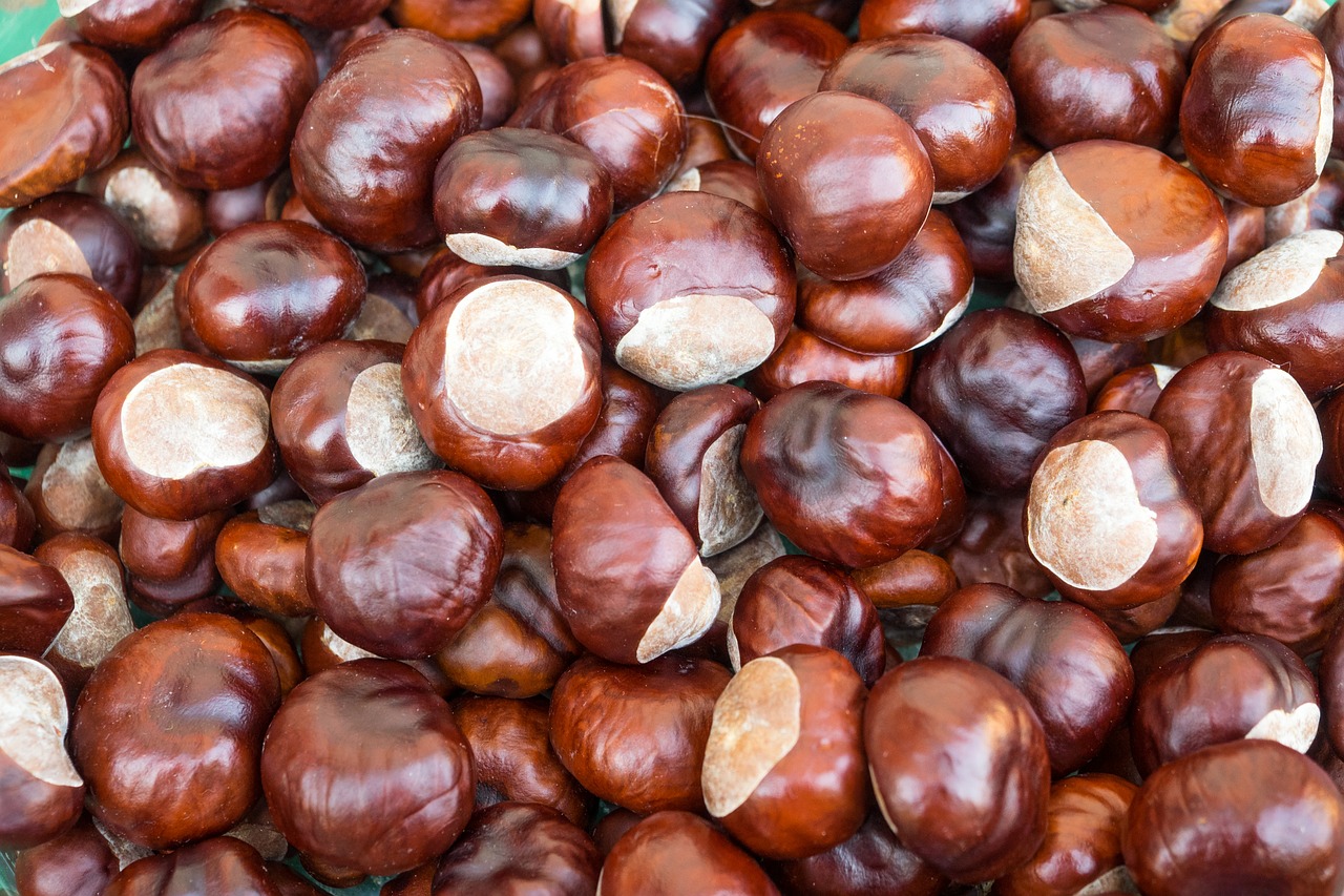 chestnut autumn brown free photo