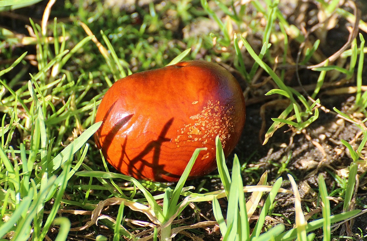 chestnut castanea castanea sativa free photo