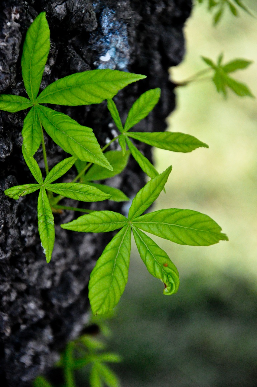 chestnut tree spring free photo