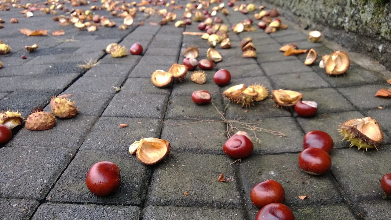 chestnut autumn brown free photo