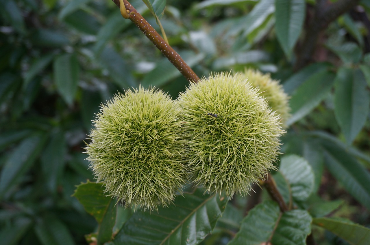 chestnut japan green free photo