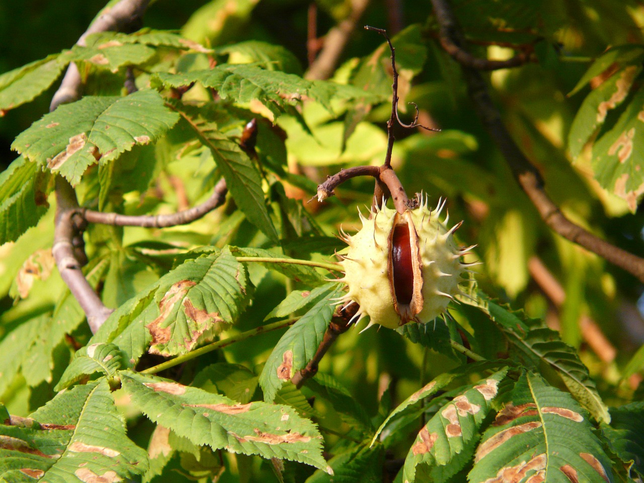 chestnut chestnut tree tree free photo