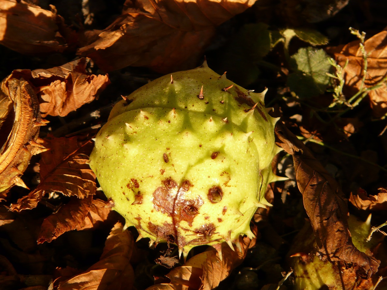 chestnut buckeye fruit free photo