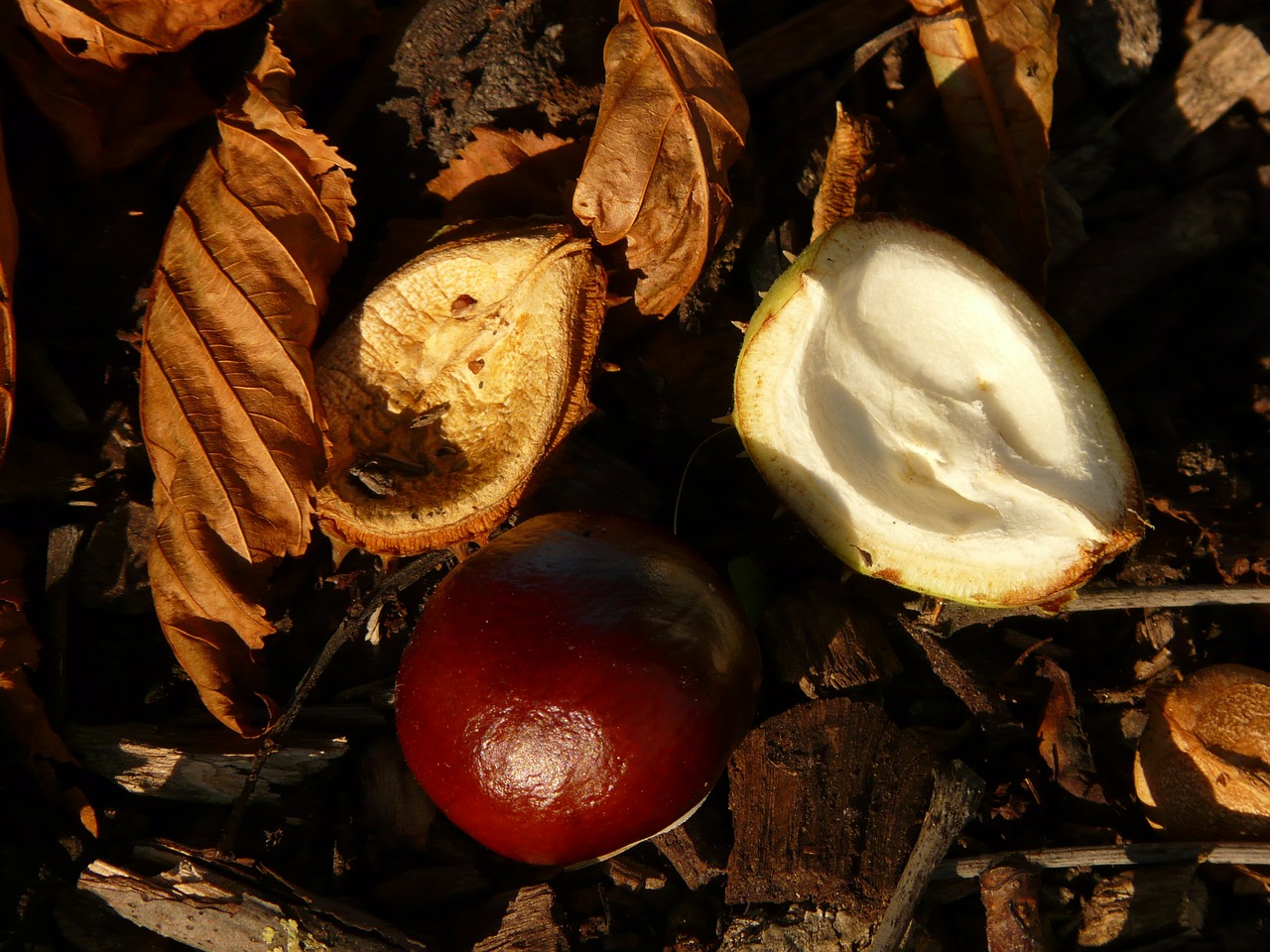 chestnut buckeye fruit free photo
