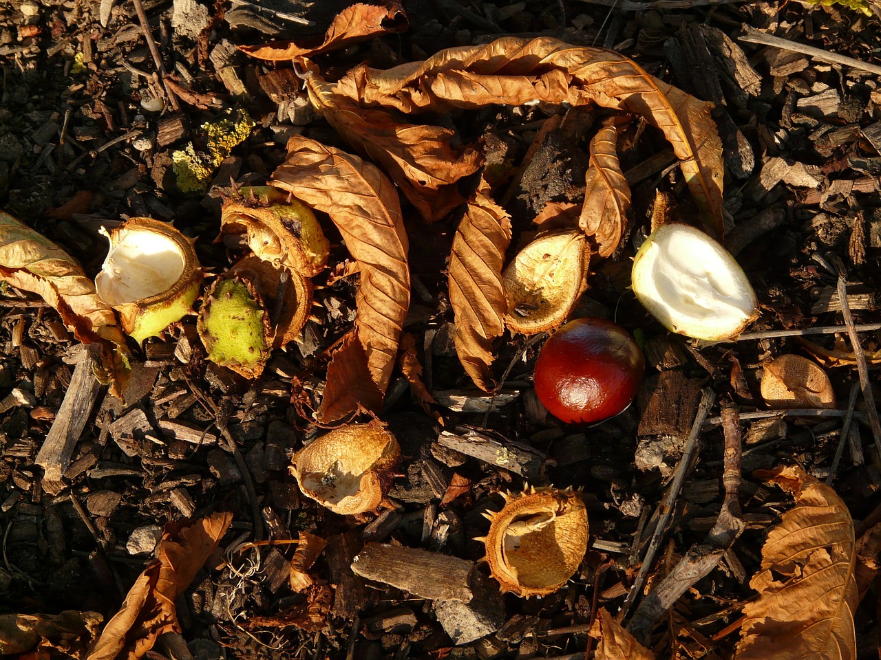 chestnut buckeye fruit free photo