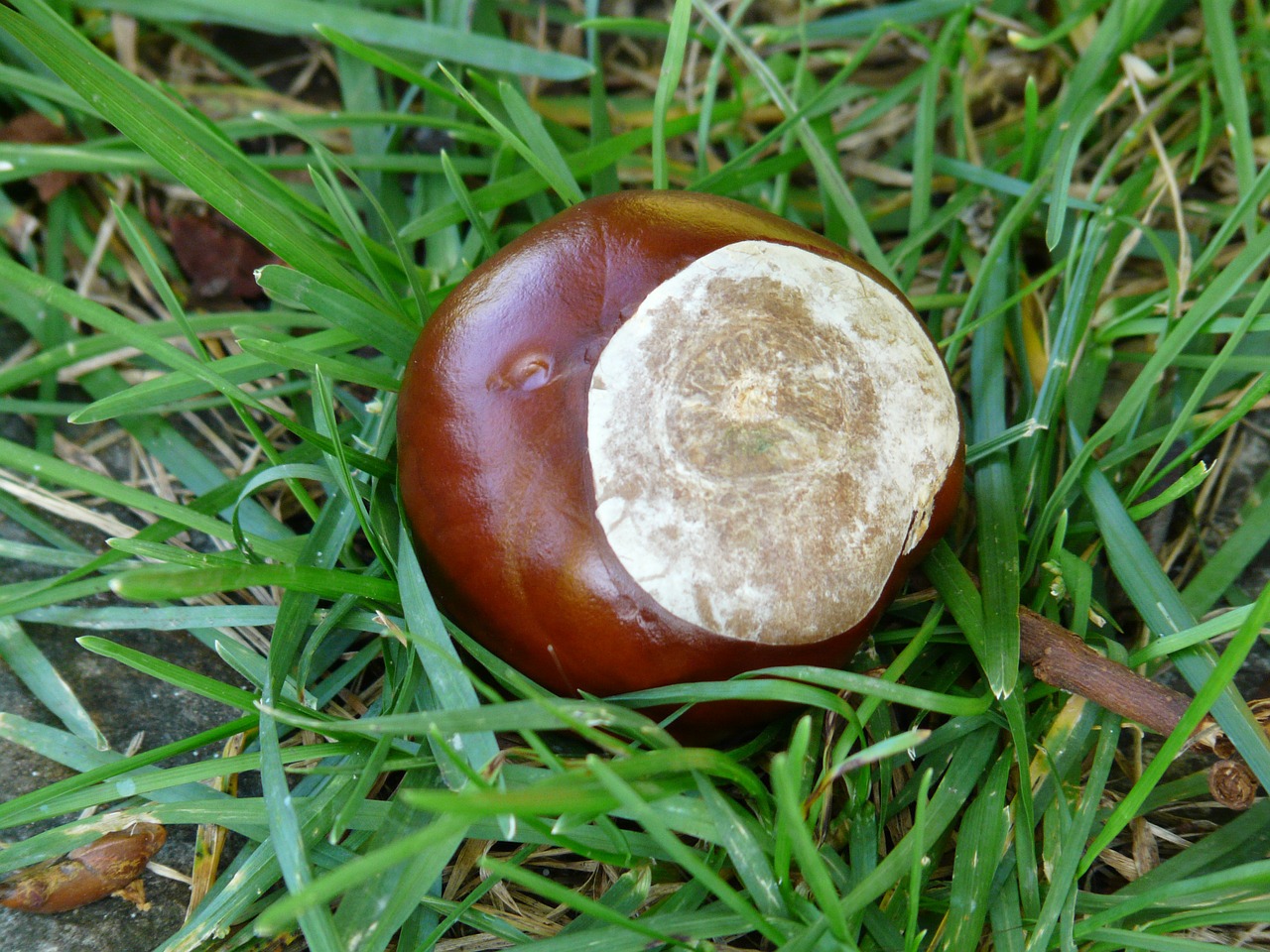 chestnut buckeye fruit free photo