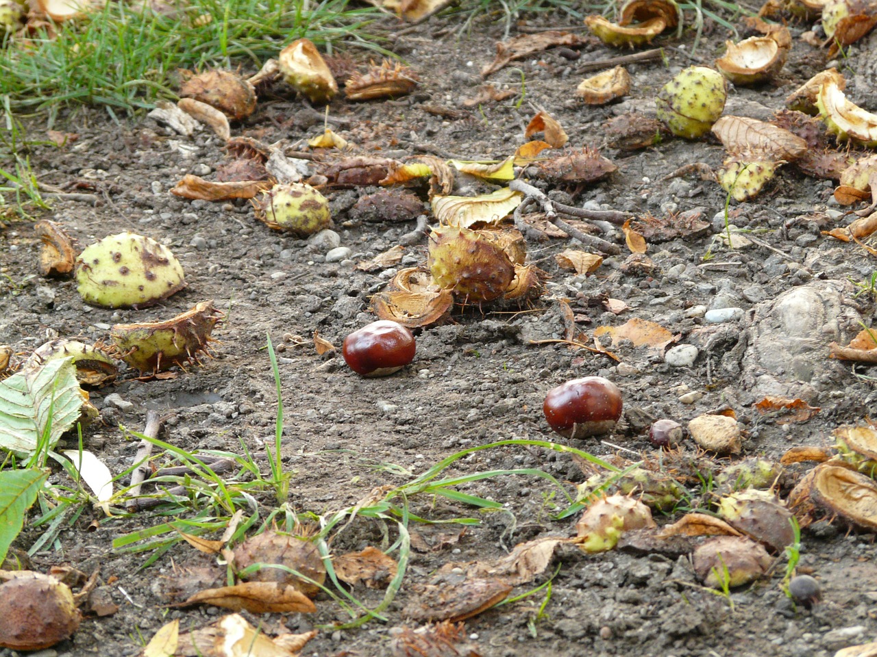 chestnut buckeye fruit free photo