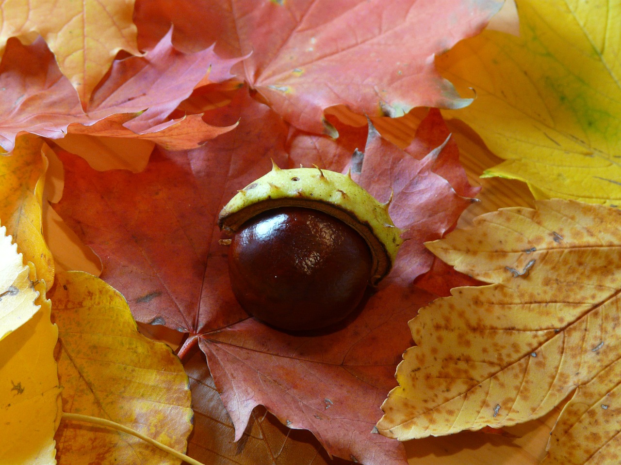 chestnut chestnut shell shell free photo