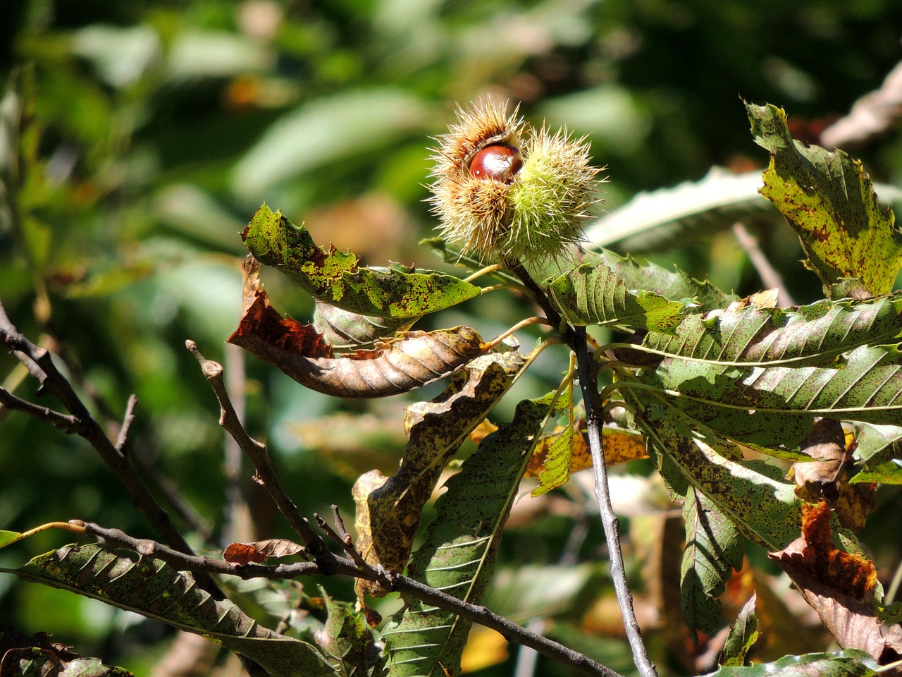 chestnut open autumn free photo