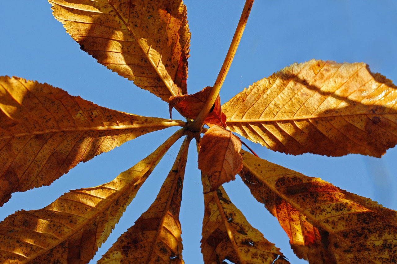 chestnut leaves autumn free photo