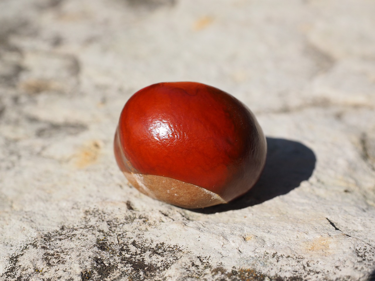 chestnut brown fruit free photo