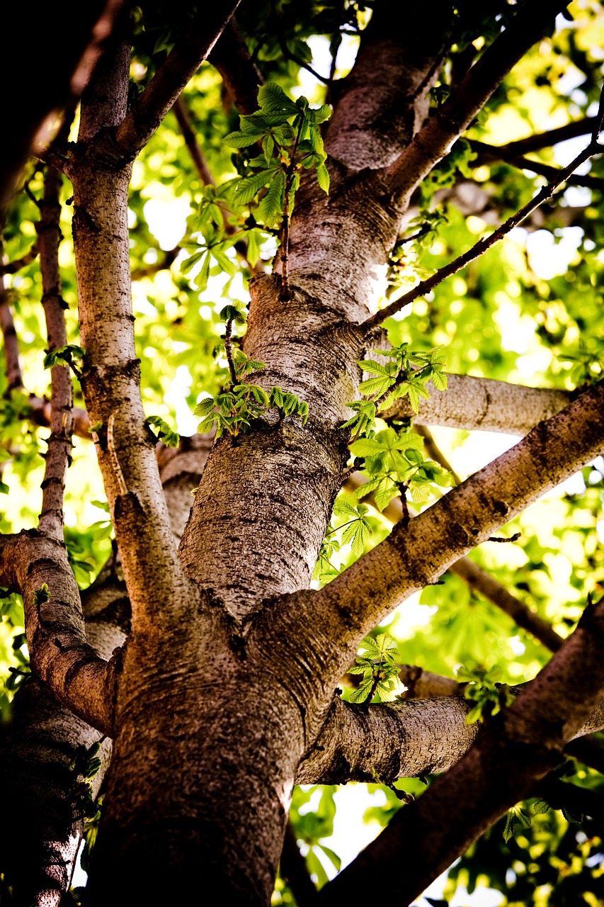 chestnut tree trunk free photo