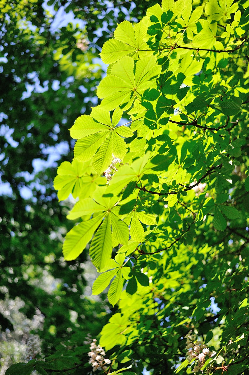 chestnut tree may free photo