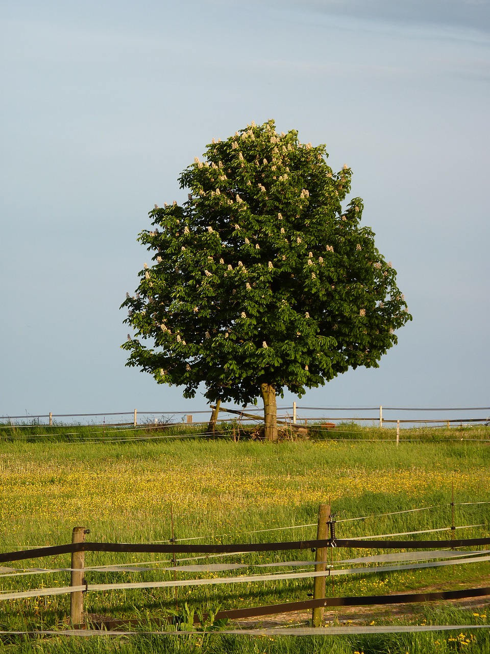 chestnut blossom bloom free photo