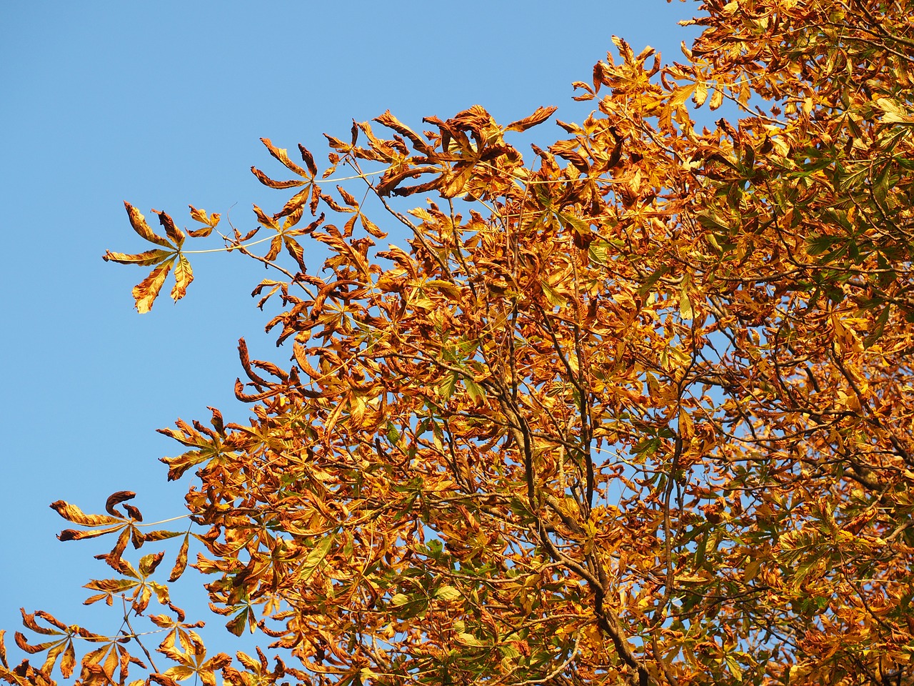 chestnut leaves autumn free photo