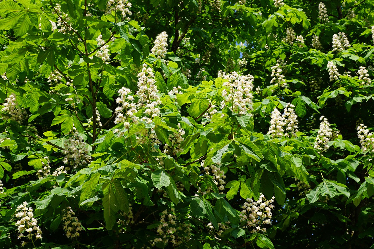 chestnut tree nature free photo