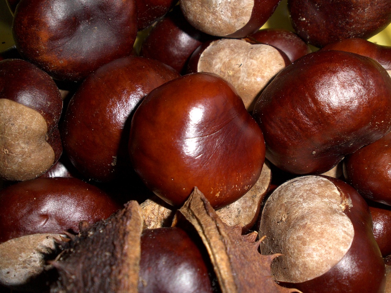 chestnut autumn fruits free photo