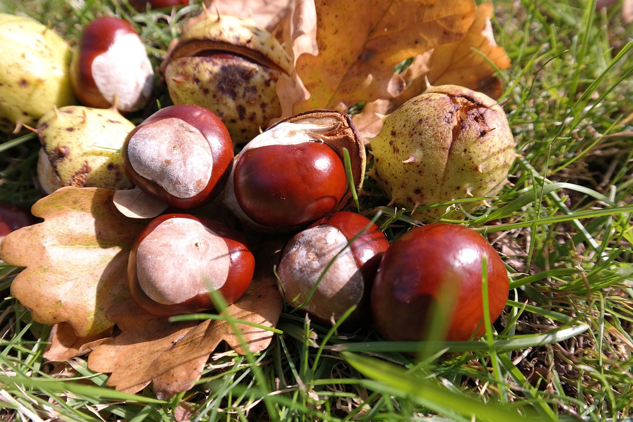 chestnut leaves autumn free photo
