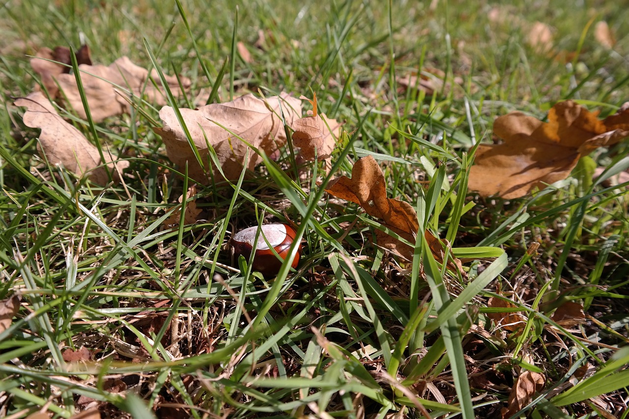 chestnut autumn chestnut fruit free photo