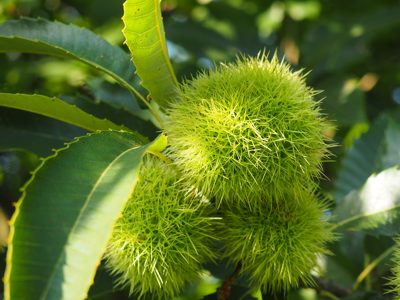 chestnut nature tree free photo