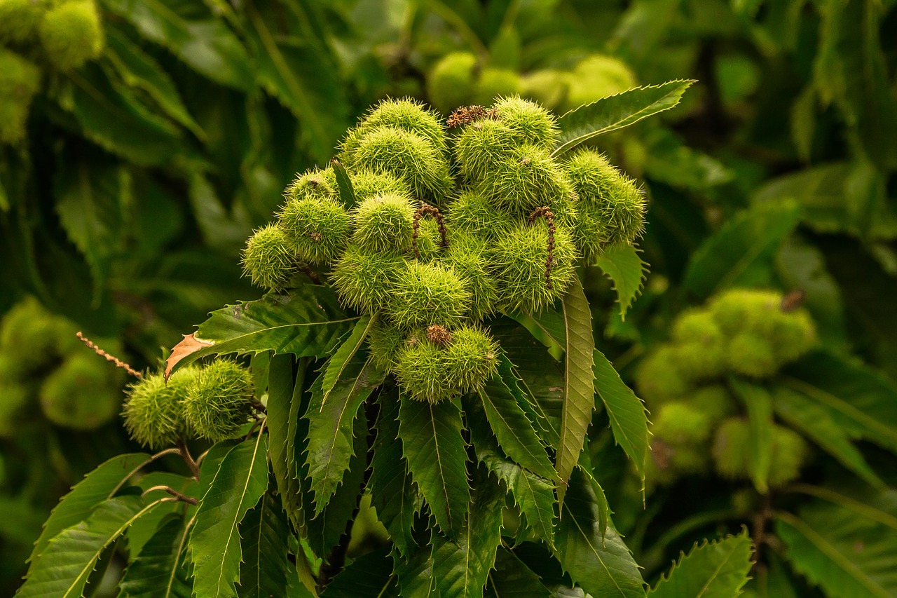 chestnut tree nature free photo