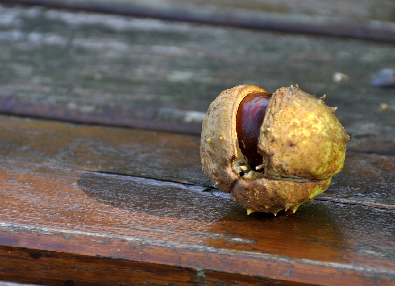 chestnut autumn nature free photo