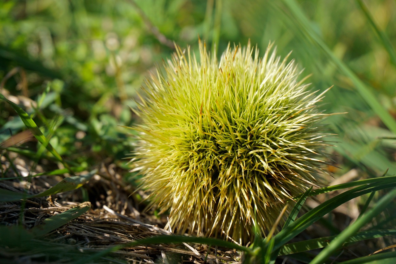 chestnut autumn fruit free photo