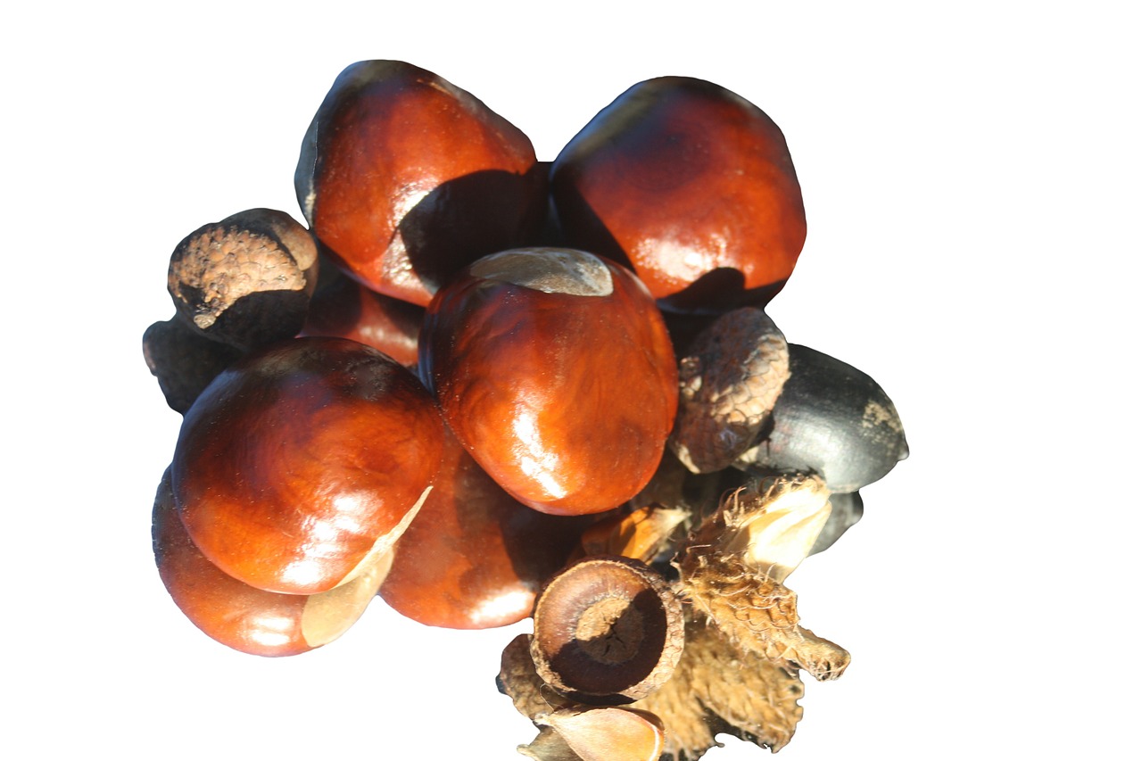 chestnut fire isolated free photo