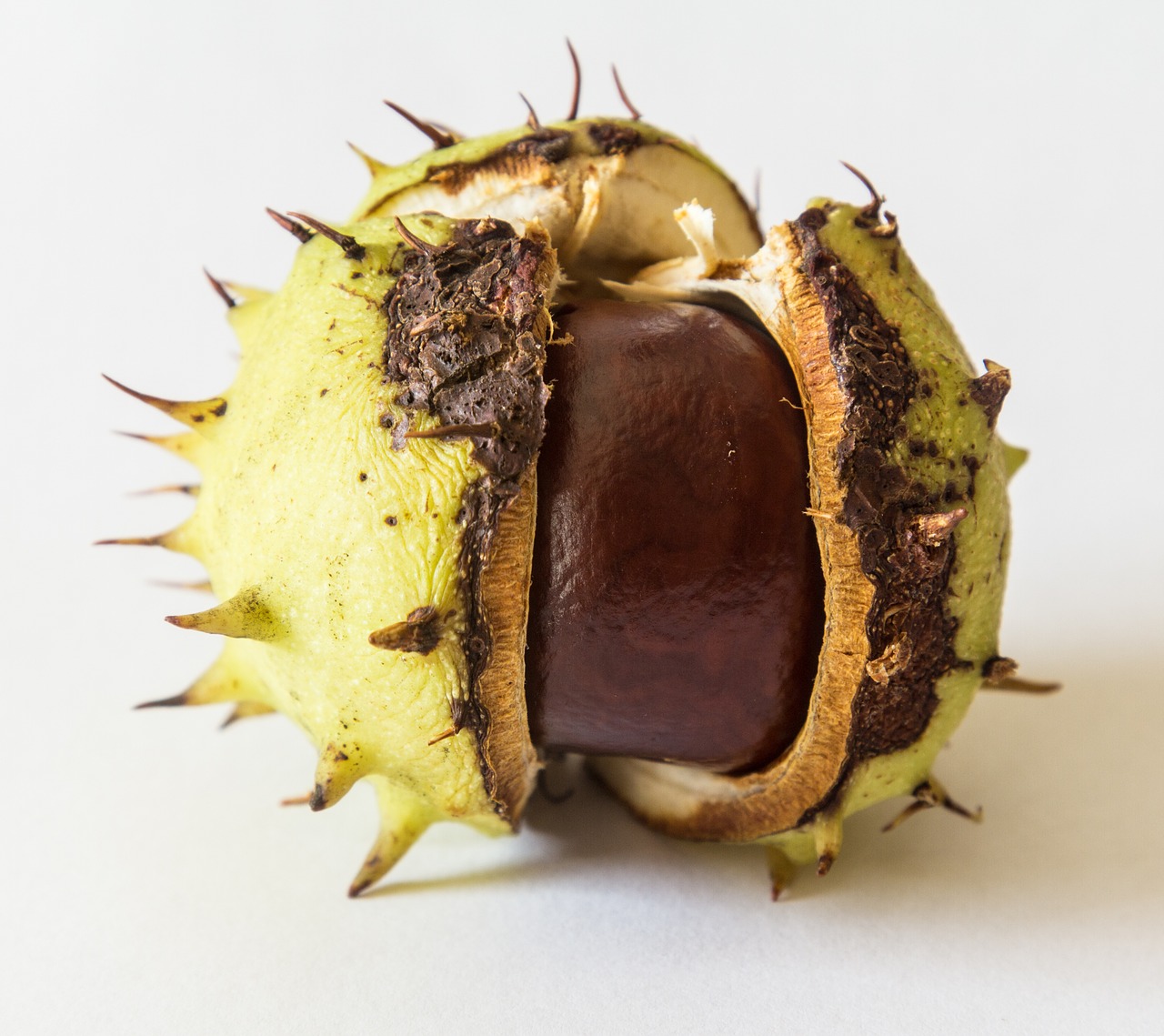 chestnut fruit shell free photo