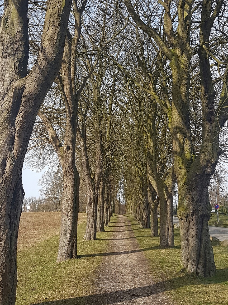 chestnut avenue trees row of trees free photo