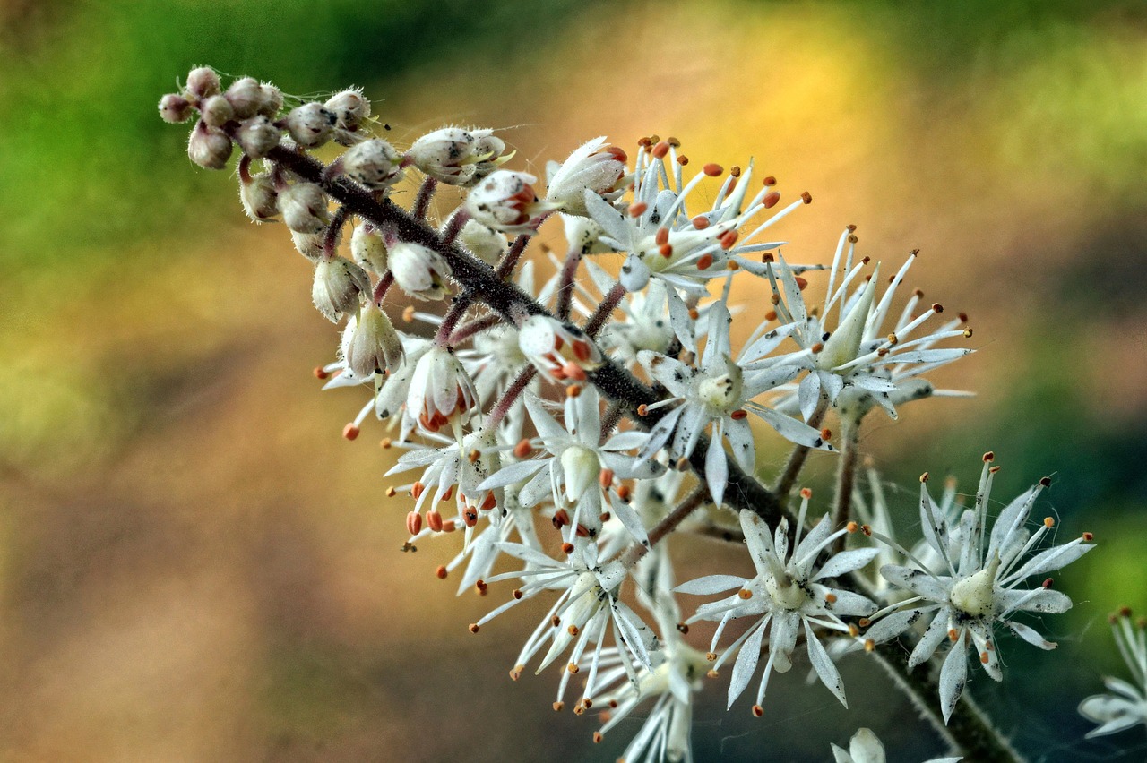 chestnut blossom blossom bloom free photo