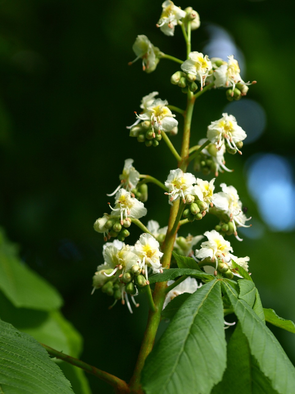 chestnut blossom inflorescence blossom free photo