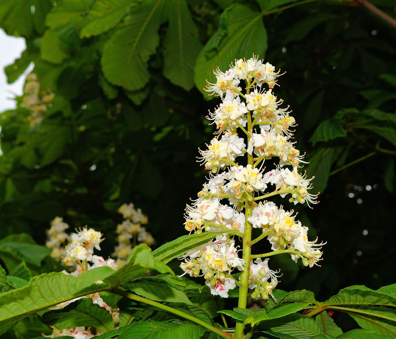 chestnut blossom common buckeye inflorescence free photo